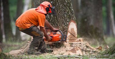 tree removal in Plano, TX